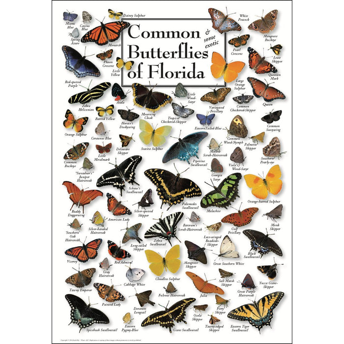 Common Butterflies of Florida Poster
