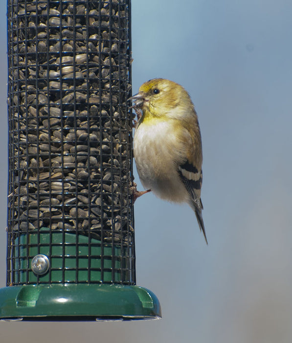 AUDUBON PEANUT & BLACK OIL SUNFLOWER SEED FEEDER