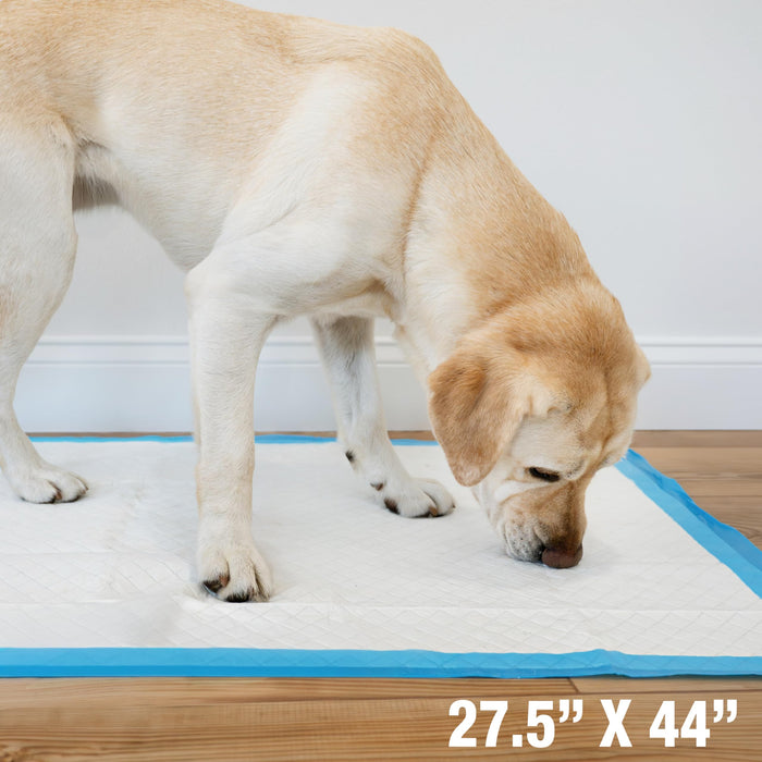 WEE-WEE PADS WITH BARRIER EDGE GIGANTIC