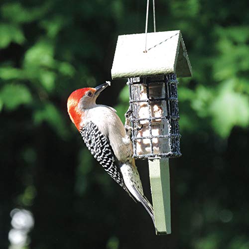 Birds Choice GSTP Tail Prop Suet Feeder, Recycled Hanging Suet Bird Feeder, 1 Suet Cake Capacity, Green