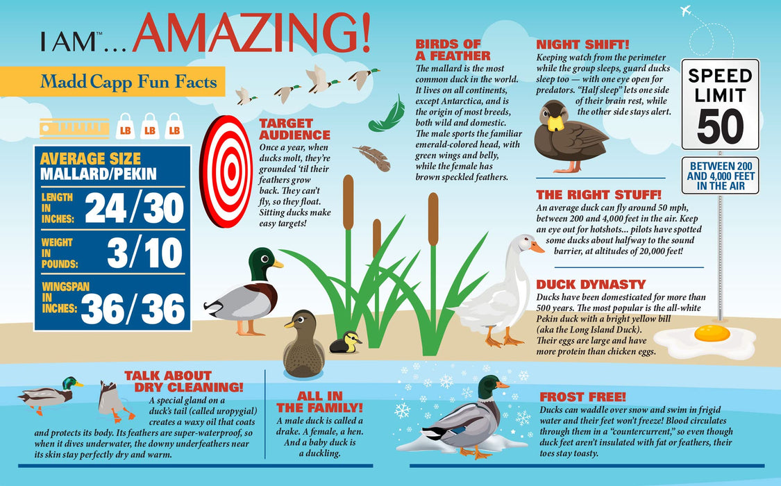 I AM DUCK Puzzle 1000 pcs