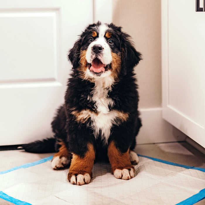 Four Paws Wee-Wee Superior Performance Dog Pee Pads, 100 Count