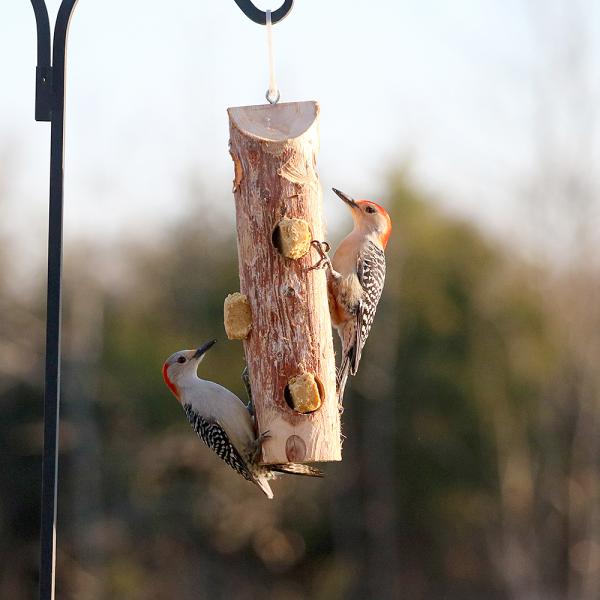 Oriole Bird Feeders: Suet Log