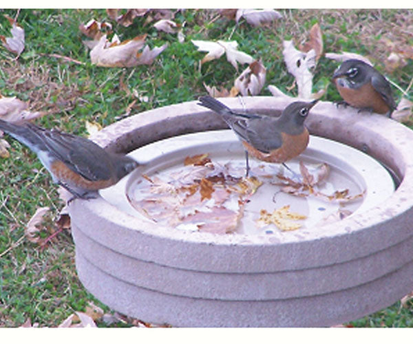 BIRDING ACCESSORIES: Bird Bath Raft