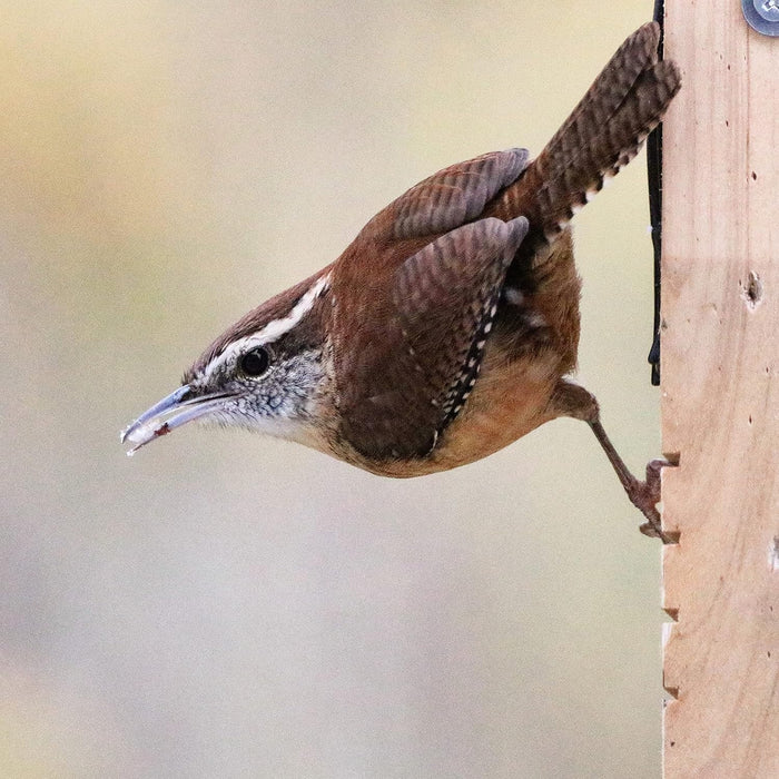 TAIL PROP SUET FEEDER