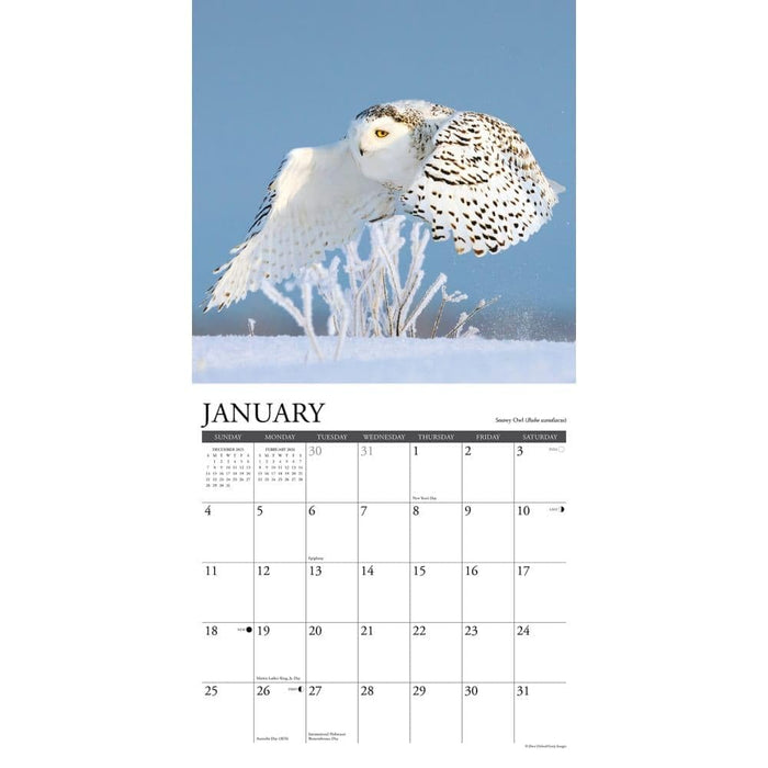 Willow Creek Press Owls 2026 Calendar