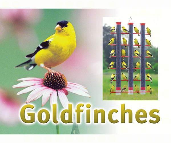 Songbird Essentials: Goldfinch Sign