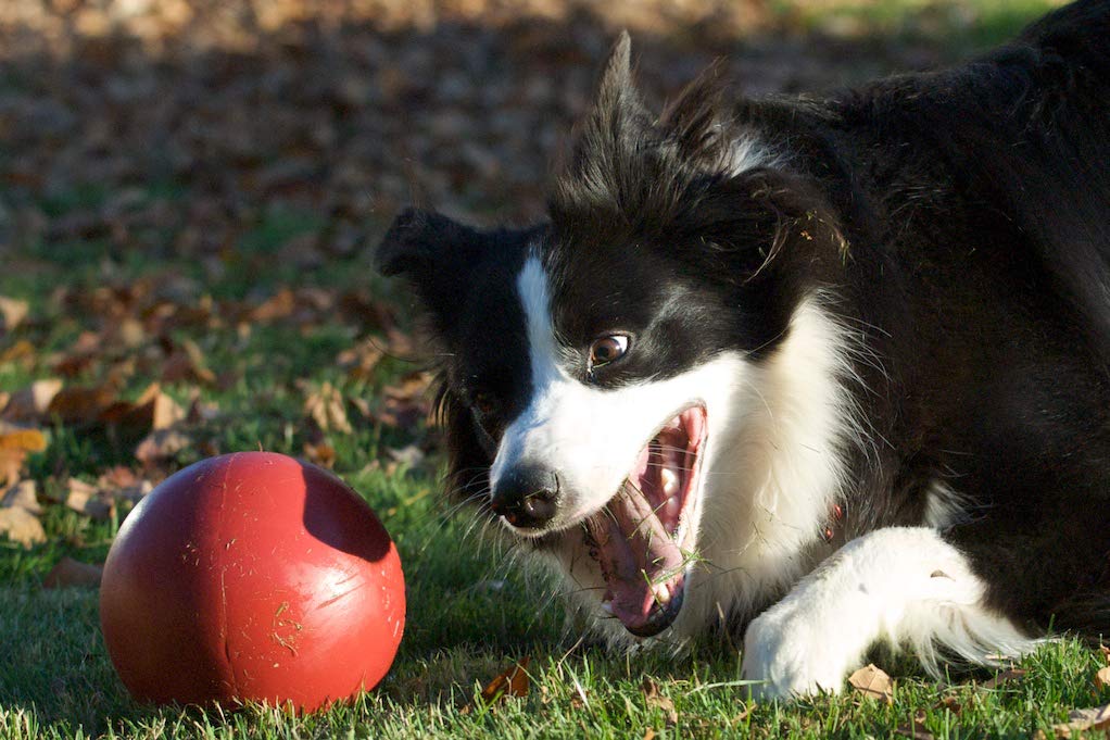 JOLLY PETS PUSH-N-PLAY BALL