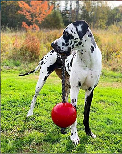 JOLLY PETS ROMP-N-ROLL BALL