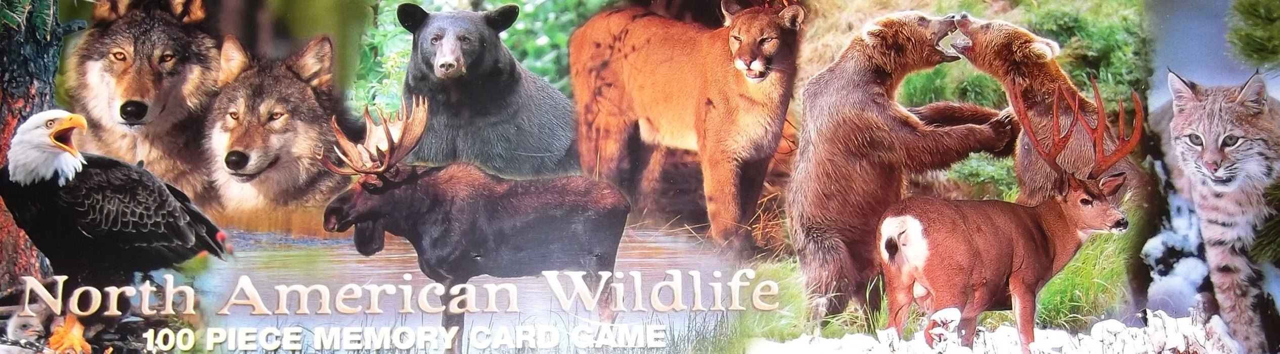 Impact Photographics North America Wildlife Memory Game
