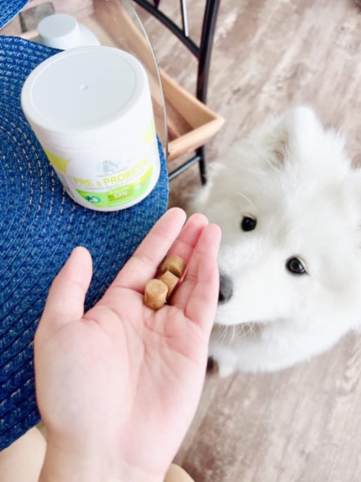 HEALTHY PROMISE PRE-PROBIOTIC CHEW FOR DOGS