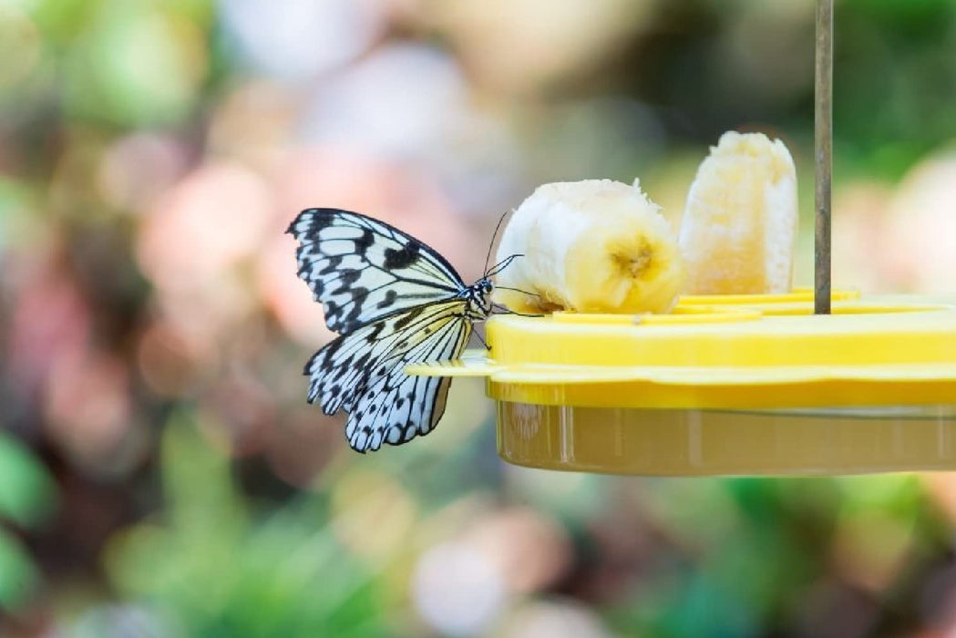 Naturesroom Birds Choice Butterfly Feeder Kit (Feeder with Nectar)
