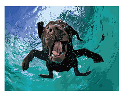 Paint by Numbers for Adults - Underwater Dogs Artist Photo Series Paint by Number Kit with Acrylic Paints, Brushes Canvas - Beginner DIY Painting by Numbers for Adults and Kids