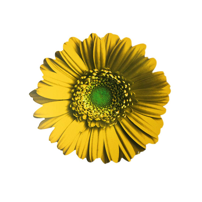 Next Innovations Yellow Gerbera Daisy Wall  Art
