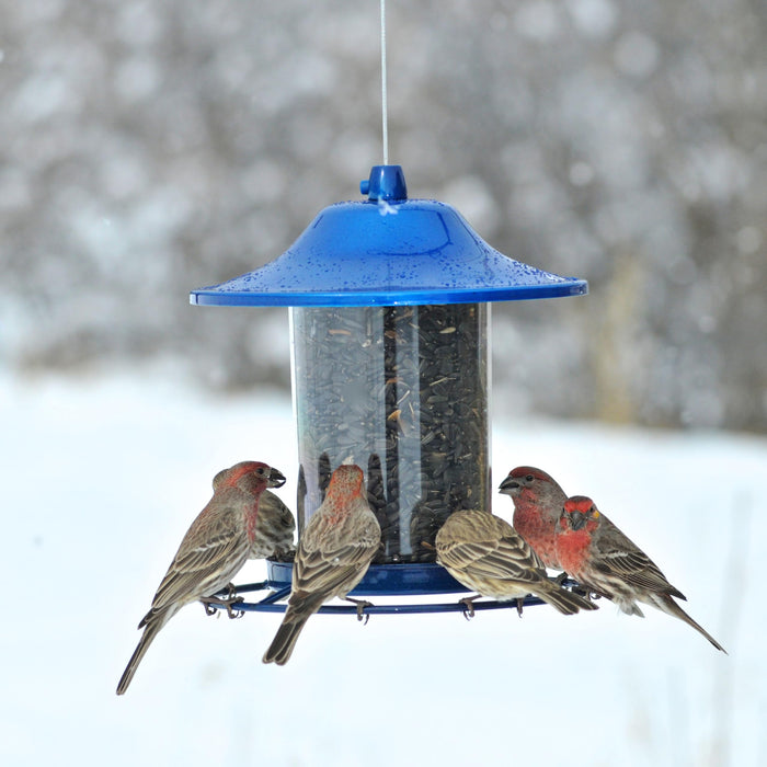 Blue Sparkle Panorama Feeder