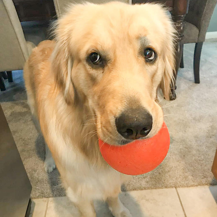 JOLLY PETS BOUNCE-N-PLAY BALL
