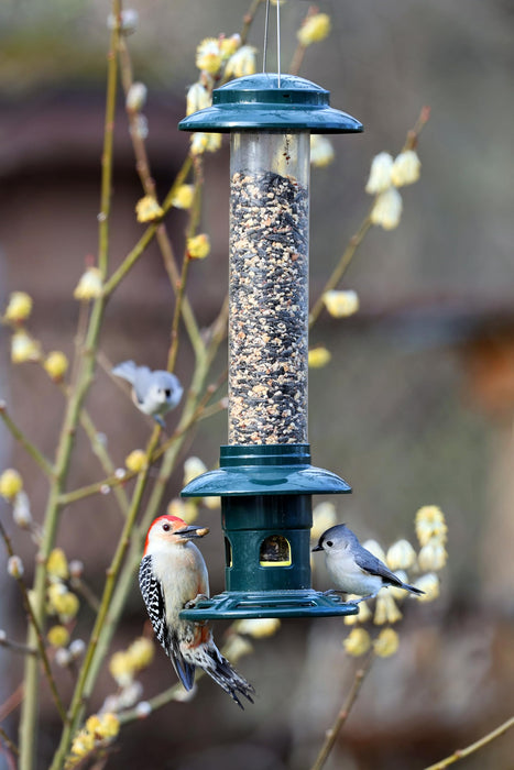 Squirrel Buster Evolution Truly Squirrel-Proof Bird Feeder, Double Cardinal Ring, 1.9-Pound Seed Capacity, Green