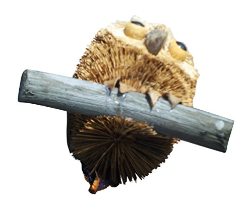 Owl On Branch