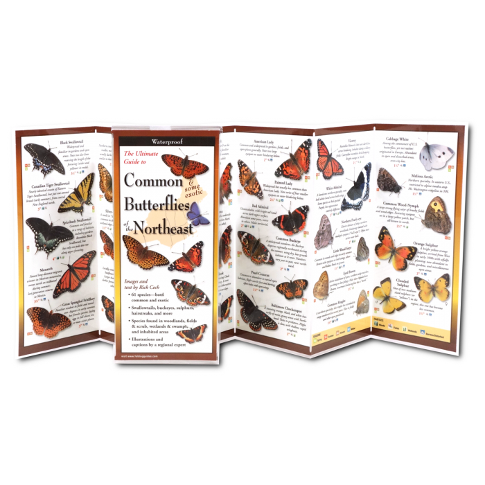 Common Butterflies of the Northeast FoldingGuide