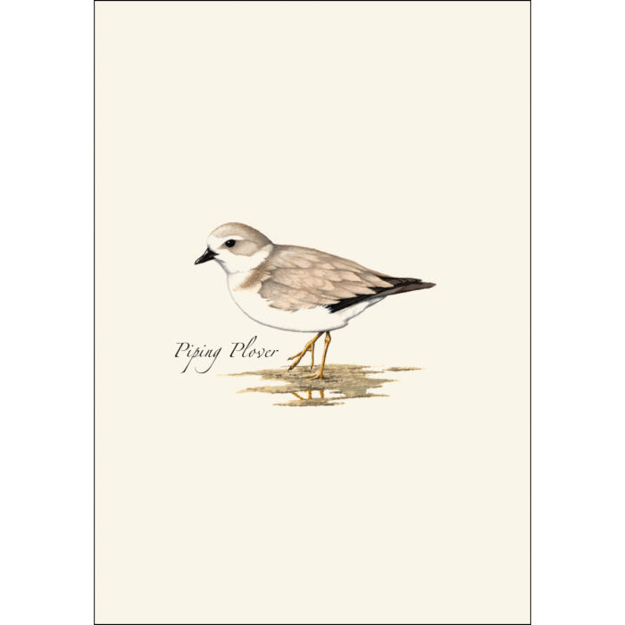 Shorebird Notecard Assortment (2 each of 4 styles)