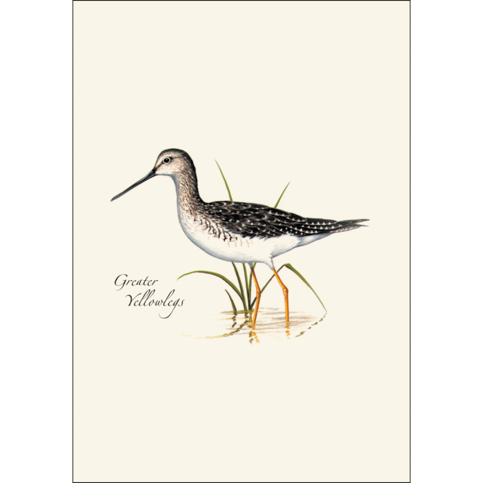 Shorebird Notecard Assortment (2 each of 4 styles)