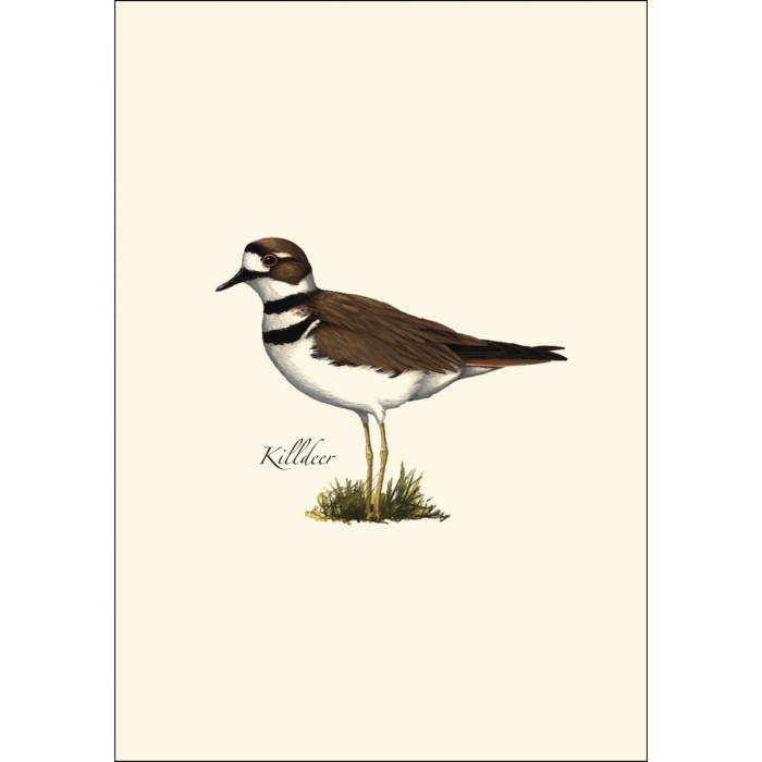 Shorebird Notecard Assortment (2 each of 4 styles)