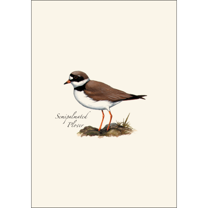 Shorebird Notecard Assortment (2 each of 4 styles)