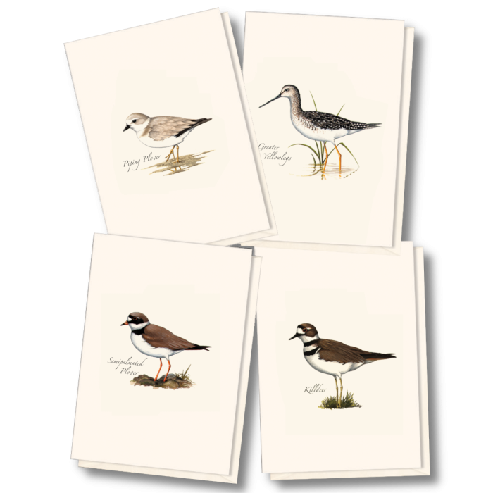 Shorebird Notecard Assortment (2 each of 4 styles)