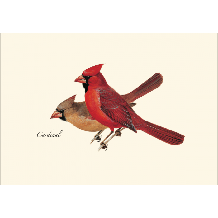 Cardinal Notecards (8 of 1 style)