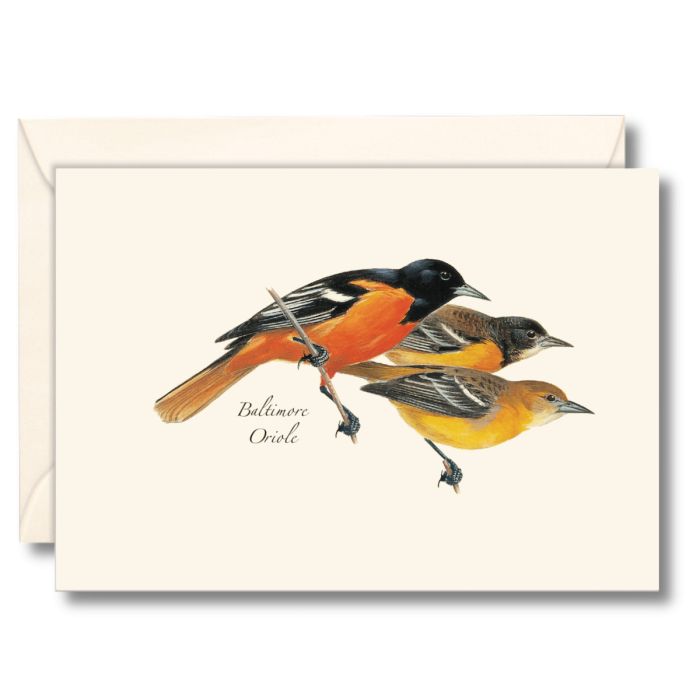 Baltimore Oriole Notecards (8 of 1 style)