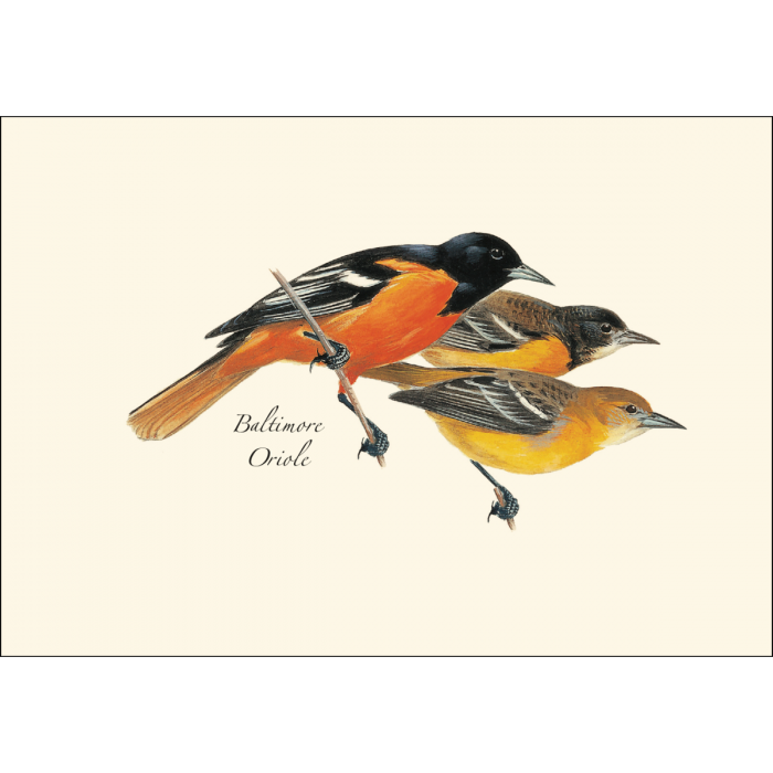 Baltimore Oriole Notecards (8 of 1 style)