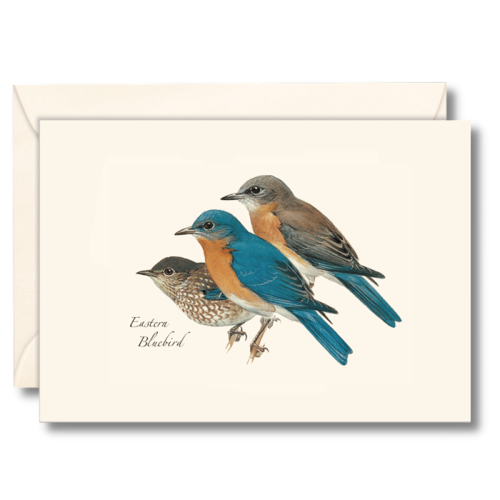 Eastern Bluebird Notecards (8 of 1 style)