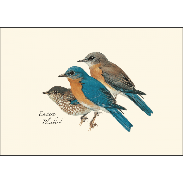 Eastern Bluebird Notecards (8 of 1 style)