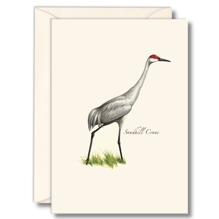 Sandhill Crane Notecards (8 of 1 style)