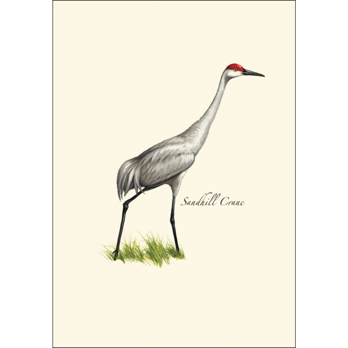 Sandhill Crane Notecards (8 of 1 style)