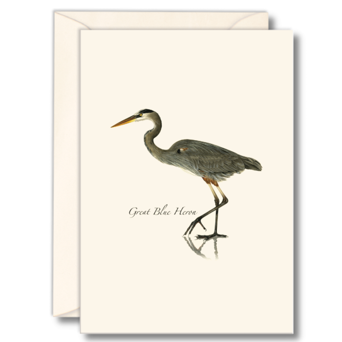 Great Blue Heron Notecards (8 each of 1 style)