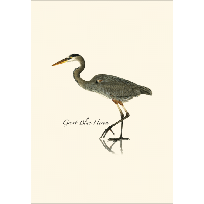 Great Blue Heron Notecards (8 each of 1 style)