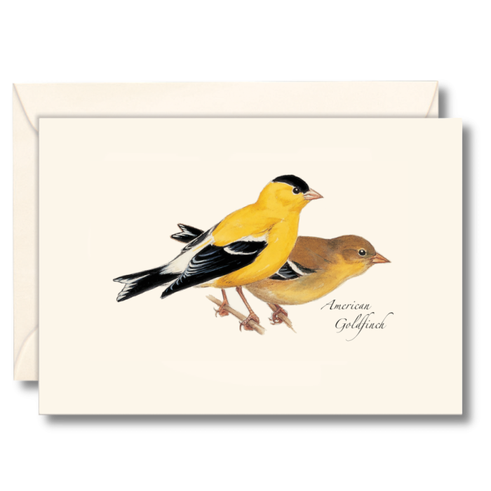American Goldfinch Notecards (8 each of 1 style)