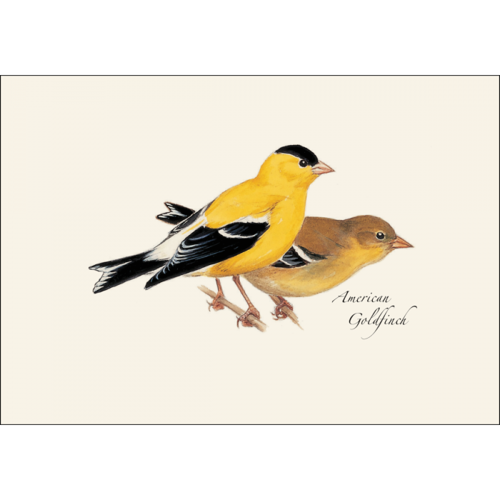 American Goldfinch Notecards (8 each of 1 style)