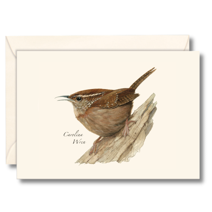 Carolina Wren Notecards