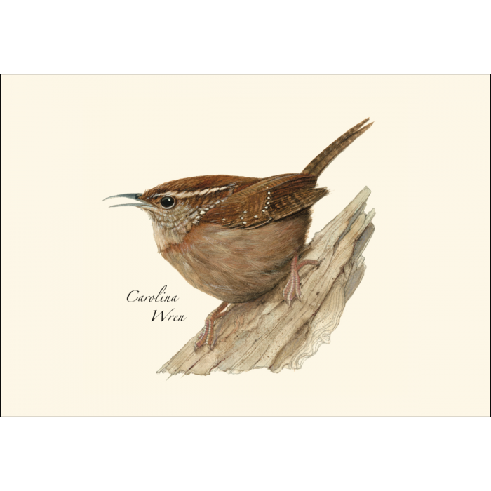 Carolina Wren Notecards