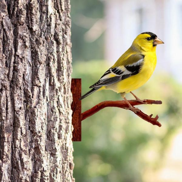 Next Innovations Peeking Goldfinch