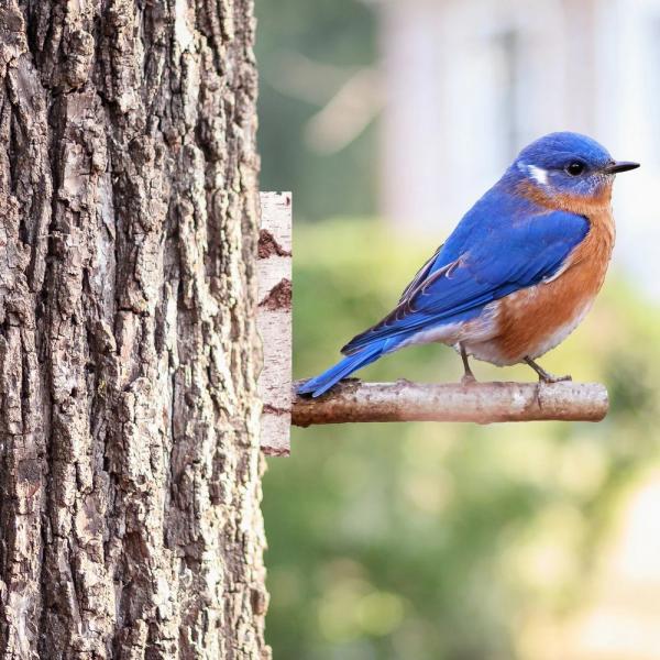 Next Innovations Peeking Bluebird