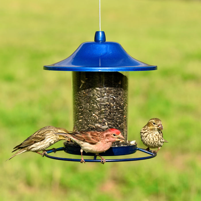 Blue Sparkle Panorama Feeder