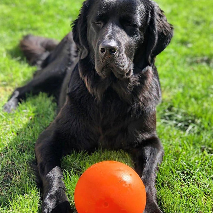 JOLLY PETS BOUNCE-N-PLAY BALL