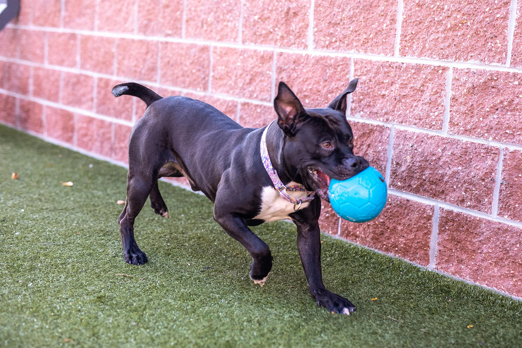 JOLLY PETS SOCCER BALL