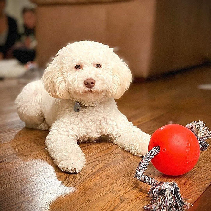 JOLLY PETS ROMP-N-ROLL BALL