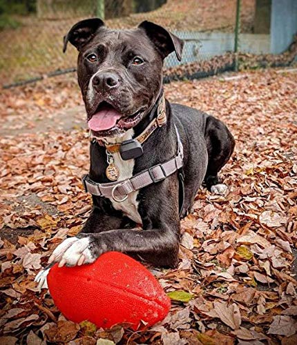 JOLLY PETS FOOTBALL