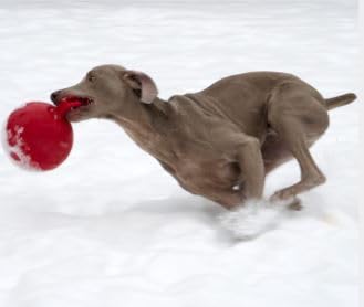 JOLLY PETS TUG-N-TOSS BALL