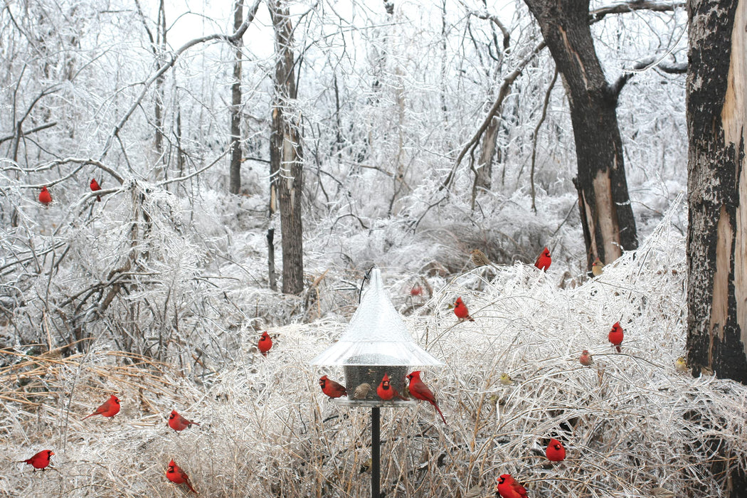 Arundale Sky Café Bird Feeder AR360, Clear